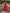 Strappy Midi Dress with Fitted Bodice and Full Skirt – Women's Elegant Garden Silhouette